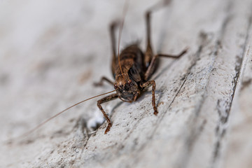 a macro shot of a brown grasshopper sitting on a white wall
