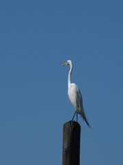 great white egret on blue sky background