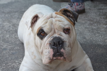 Fototapeta premium Primer plano de un perro