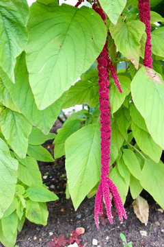 love-lies-bleeding or Amaranthus caudatus long red flowers with big green leaves