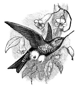 Coppery Bellied Puffleg, vintage illustration.