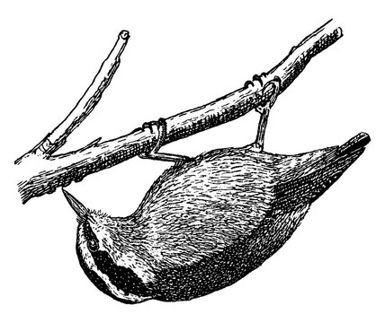 recommend clip art: Red breasted Nuthatch, vintage illustration.