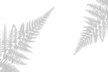 Shadow tropical of leaves on a white wall. Black and white image for photo overlay or layout