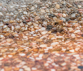 Bee drinking some water