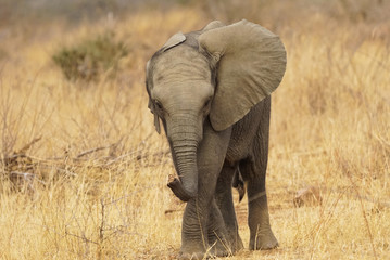 Fototapeta premium cute baby elephant isolated