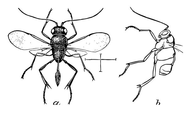 Dorsal View of Ensign Wasp, vintage illustration.