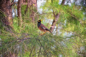 Myna Bird with a yellow beak,Black-brown in Phuket Thailand near Bangkok. Common Myna, Indian Myna, Locust Starling, starling family. Asia.