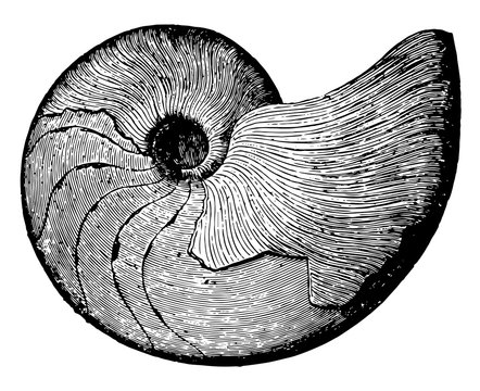 Goniatites Mollusk, vintage illustration.