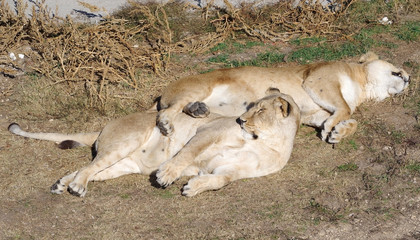 Fototapeta premium two lionesses sleep in the park