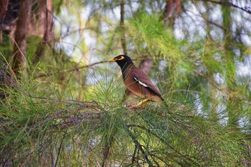 Myna Bird with a yellow beak,Black-brown in Phuket Thailand near Bangkok. Common Myna, Indian Myna, Locust Starling, starling family. Asia.