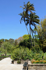 Fototapeta na wymiar A scene at the Royal Botanic Gardens in Sydney, Australia.