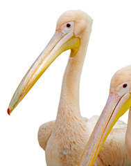 portrait of a beautiful Pelican