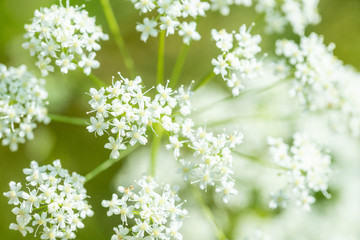 parsley plant with white flowers growing on summer meadow at sunny day