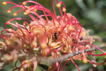 Bee - Australian Native Bee