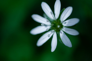 Fototapeta premium beautiful white flower on blurred natural background
