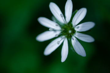 beautiful white flower on blurred natural background