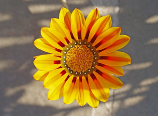 Single gerbera flower