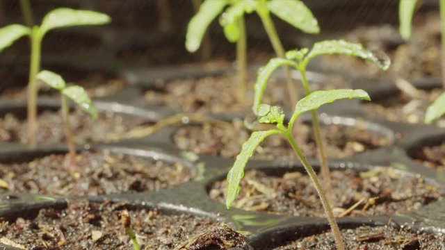 young plants are growing in soil on seedling pot plate, watering by spraying to the small tamomo plants, close up with details on water dew, safety food, nature, environment and ecology concept.