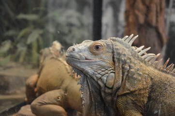 iguanas