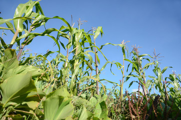 Plantation area of corn  during flowering stages, similar to rice grains, to wait for pollination.