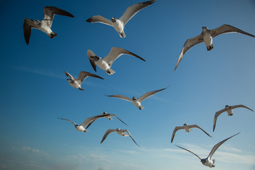 Fototapeta premium Seagulls 02