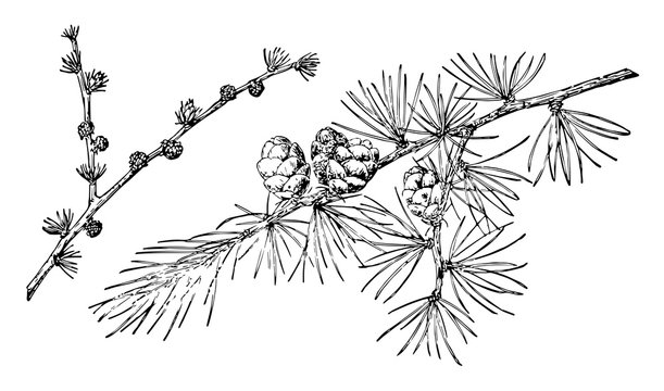 Tamarack Larch Pine Cone vintage illustration.