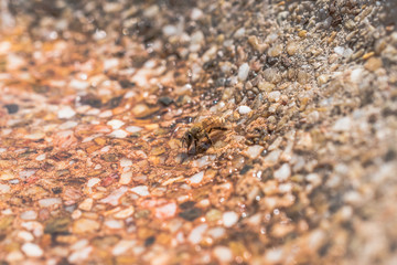 Bee drinking water as it has been a very hot day