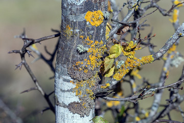 Lichens live all year round on fruit and other trees, causing harm to plants.