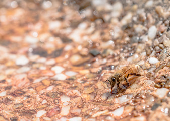 Bee finds the water refreshing on a hot day