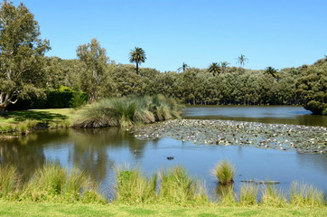 Fototapeta na wymiar A view at Centennial Park in Sydney, Australia. 