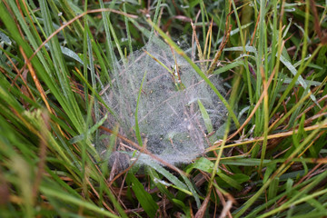 Photo of morning mist in the forest grass