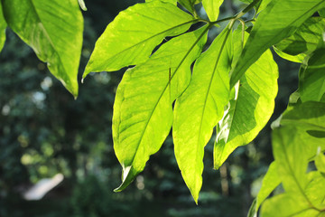 Fototapeta na wymiar Close-up green leaf texture background.