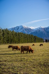 New Zealand Highland Cattle on the farm