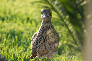 Portrait of bird behind palm leaf