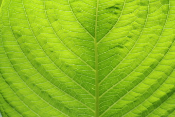 Close-up green leaf texture background.