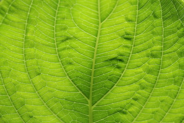 Naklejka na ściany i meble Close-up green leaf texture background.