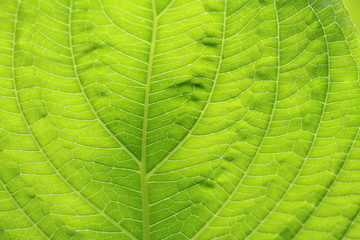 Obraz premium Close-up green leaf texture background.