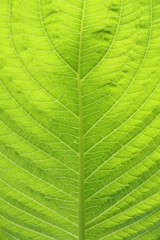 Close-up green leaf texture background.