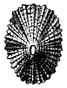 Shell of Keyhole Limpet, vintage illustration.