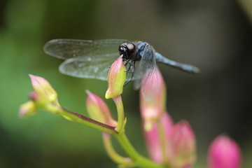 Dragonfly on a pink orchid flower.