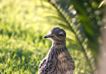 Portrait of bird behind palm leaf