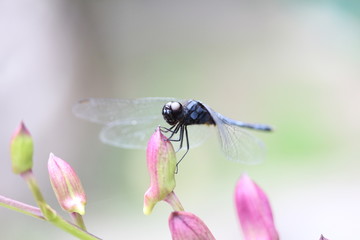Dragonfly on a pink orchid flower.