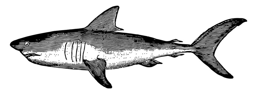 Mackerel Shark, Vintage Illustration.