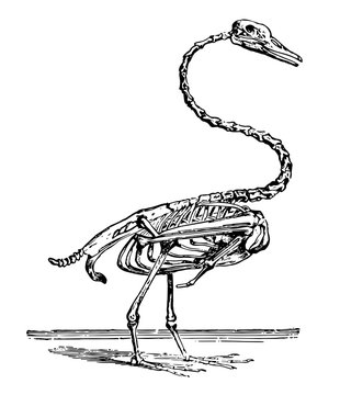 recommend clip art: Skeleton of the Swan, vintage illustration.