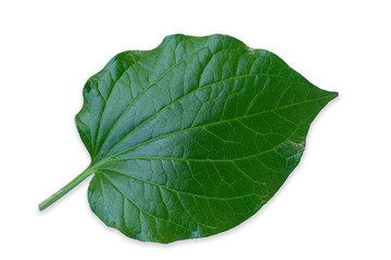 Fototapeta na wymiar Green leaves isolated on white background, Details of Chaplo leaves
