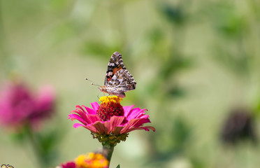 Butterfly sitting on pink, purple flower
