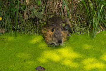 Nutria in freier Wildbahn