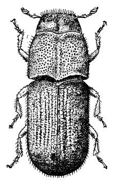 Pine Beetle, vintage illustration.