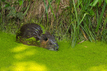 Nutria in freier Wildbahn