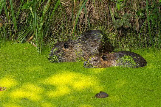 Caviomorpha Bilder Durchsuchen 440 Archivfotos, und